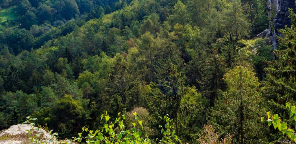 Wald-Landschaft mit Felsen