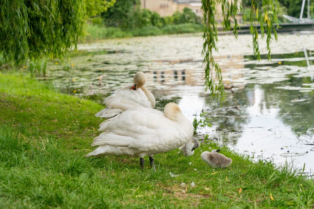 Weiher mit Schwänen