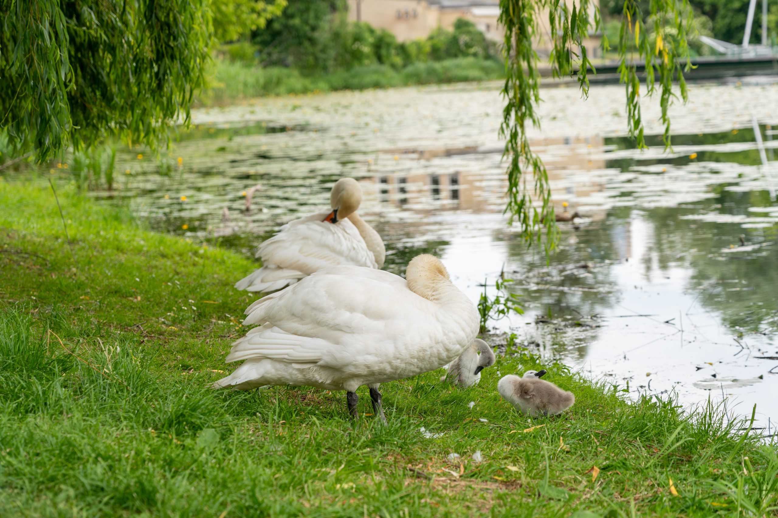 Weiher mit Schwänen
